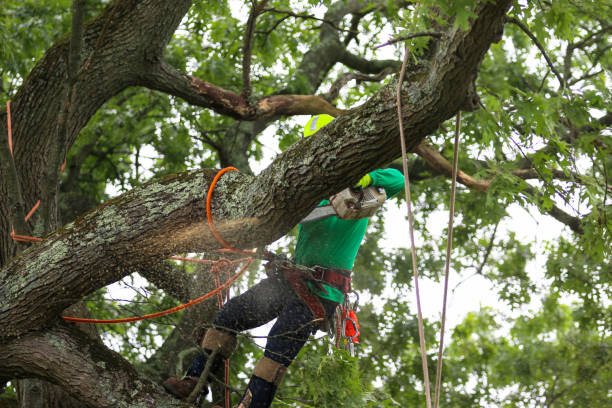 Professional Tree Services in Random Lake, WI